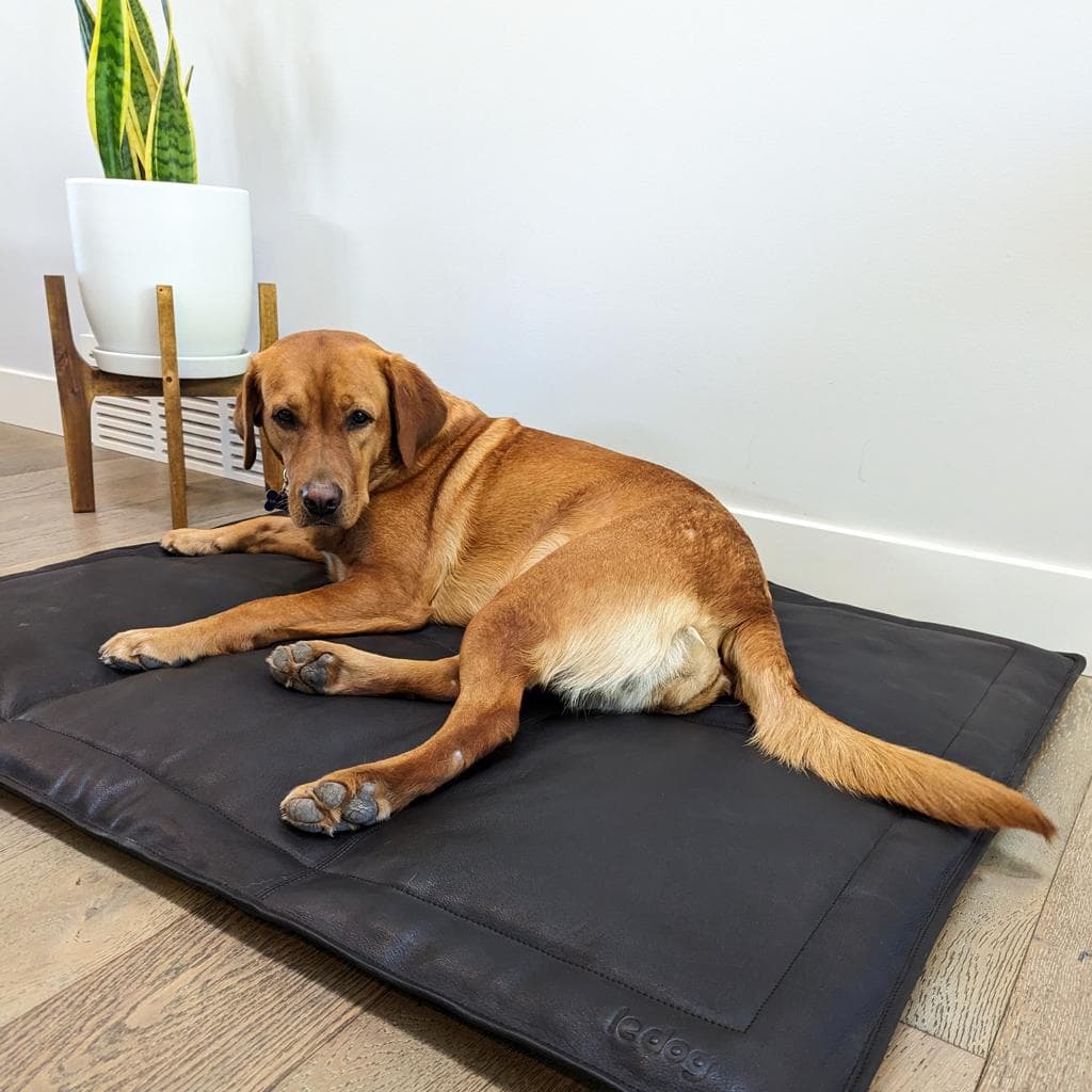 Dog resting on a simple dog mat in a home